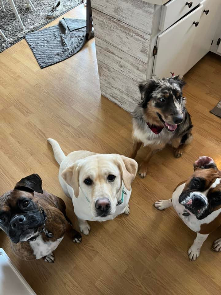 Business Spotlight: Alayna's Animal House header image.