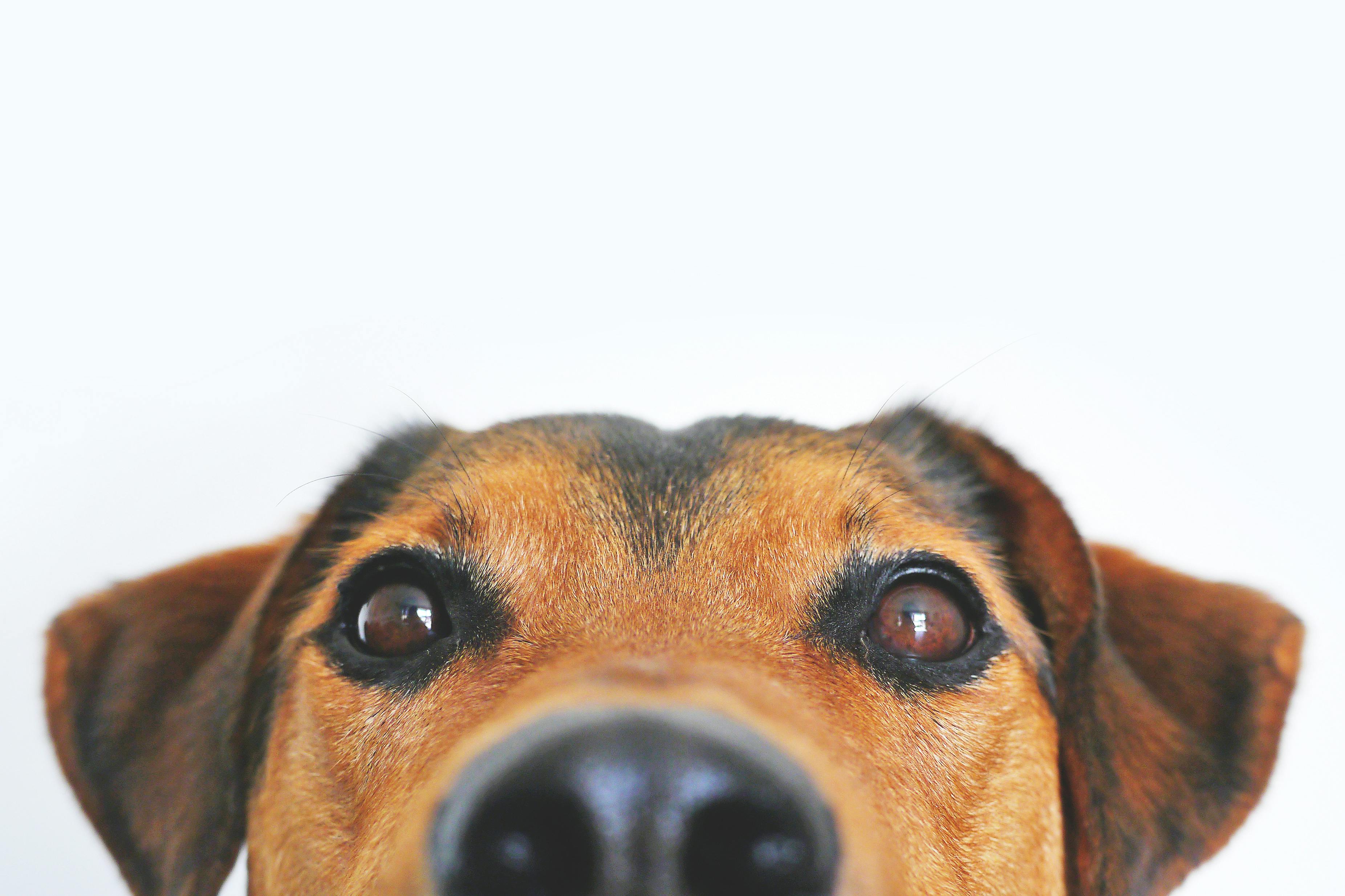 North Paws Veterinary Clinic: Compassionate Care for Your Furry Friends header image.