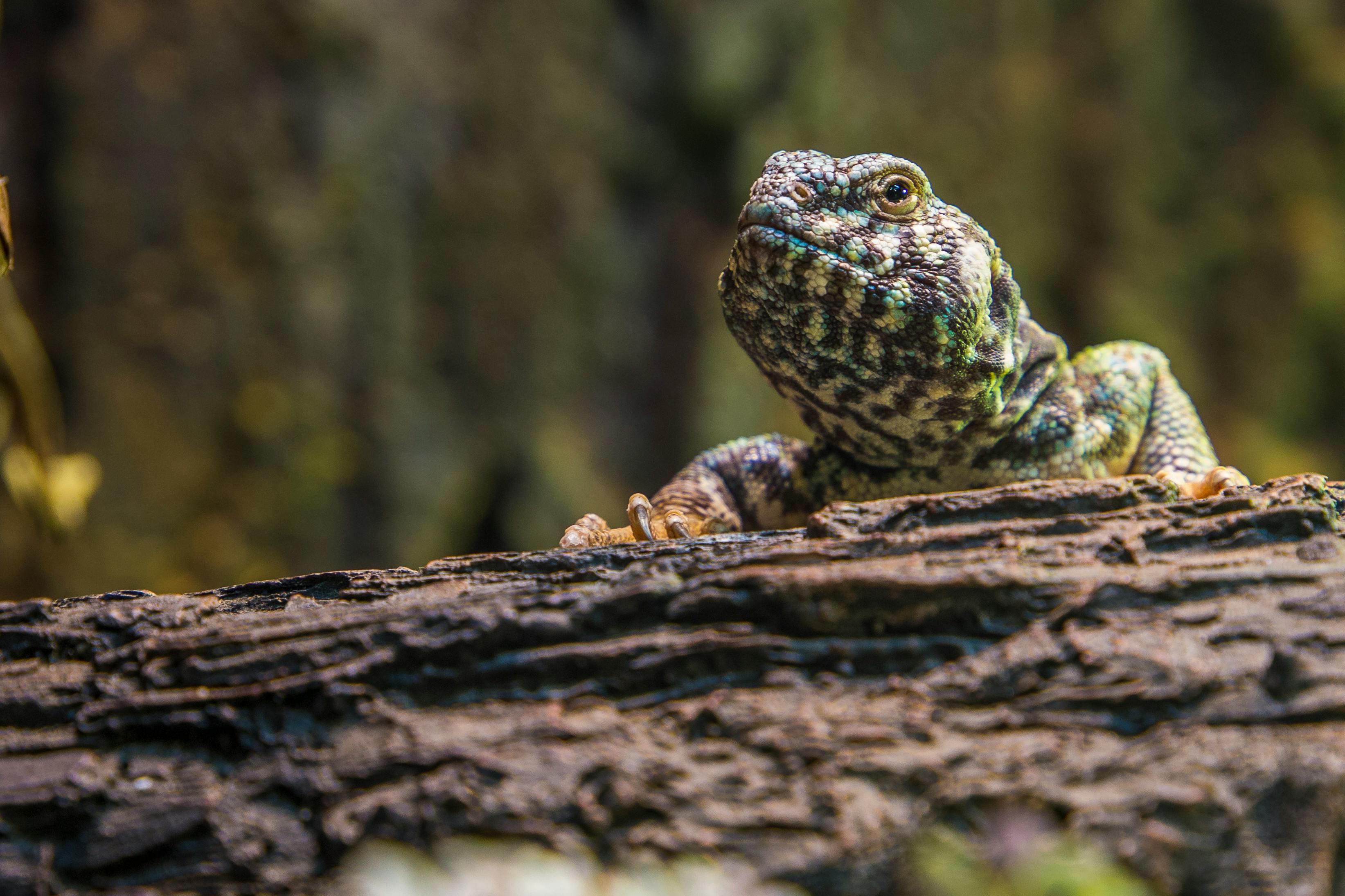 Celebrating Reptile Awareness Day header image.