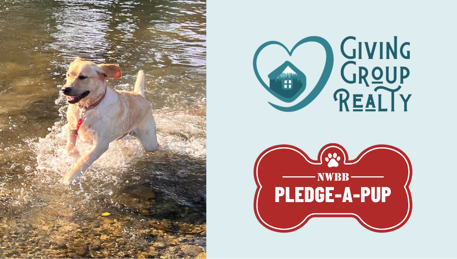 Iroh’s August Update: Our Pledge-a-Pup’s Journey Toward Becoming a PTSD Service Dog header image.