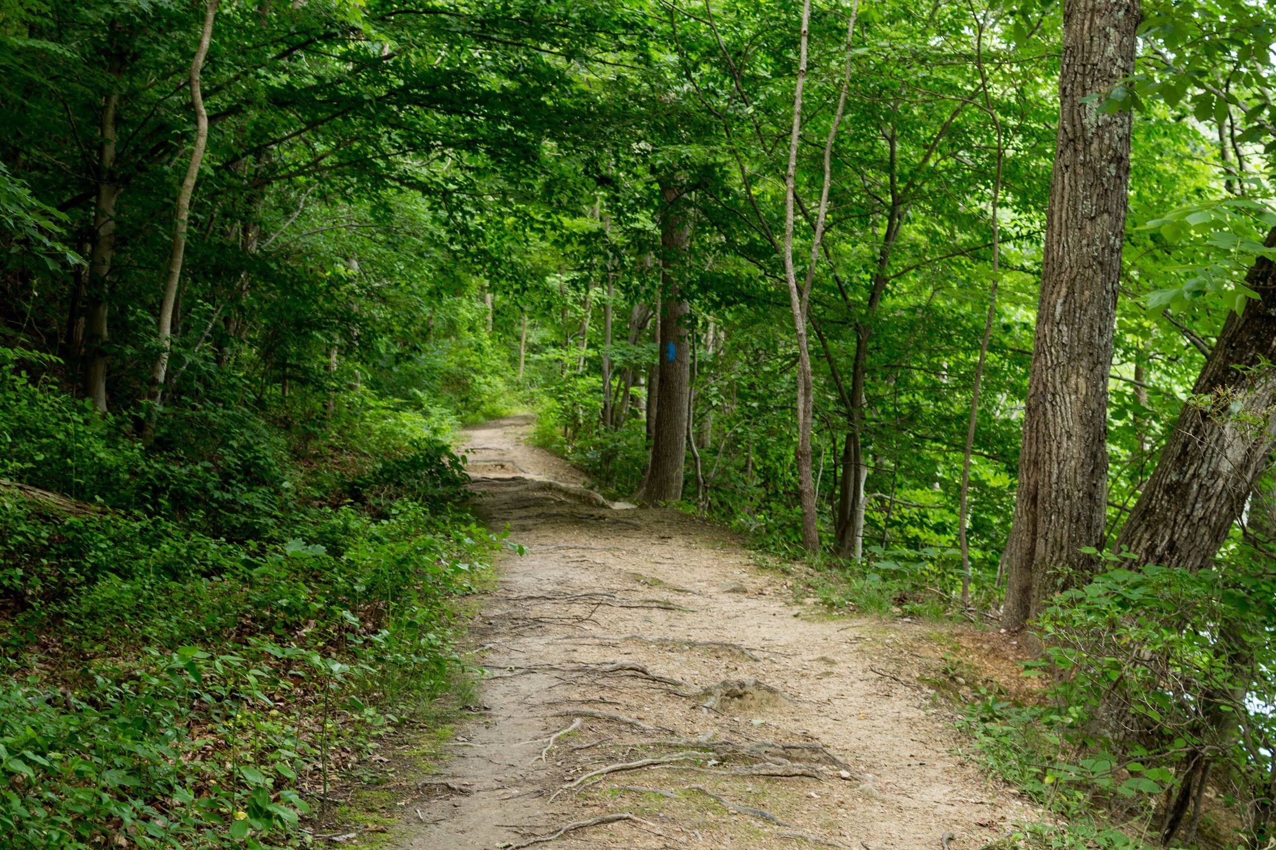 🥾🎒 Are You A Hiker? Nov 17th is National Take A Hike Day header image.