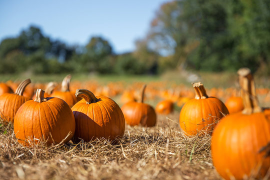 Pumpkin Patches in Northern Virginia header image.