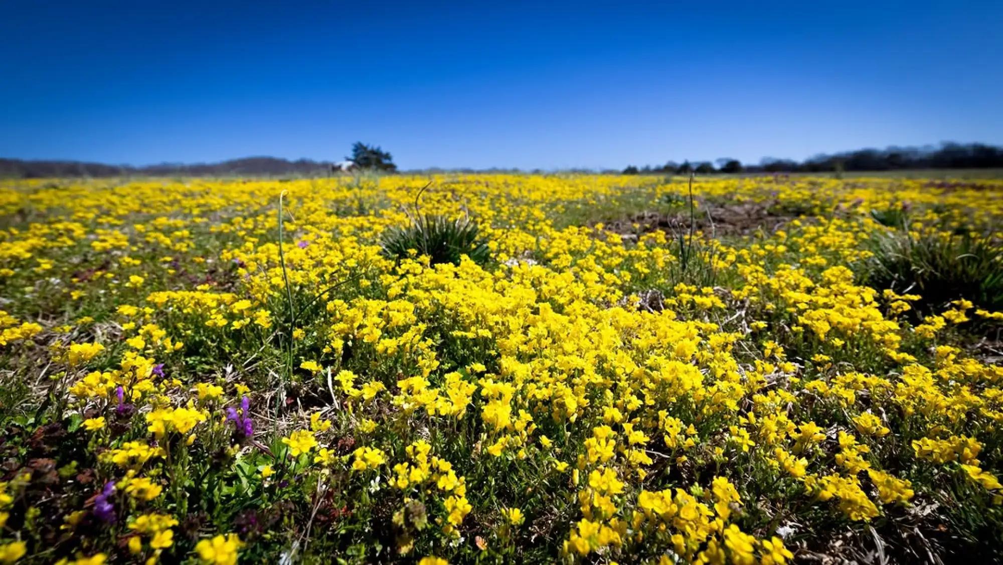 Nashville Mustard: Where to See This Bright Yellow Superbloom header image.