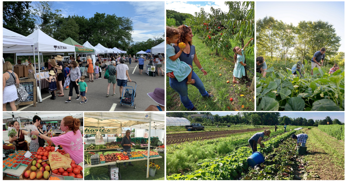 Harvest Season Begins: Why August Is Connecticut’s Most Flavorful Month header image.