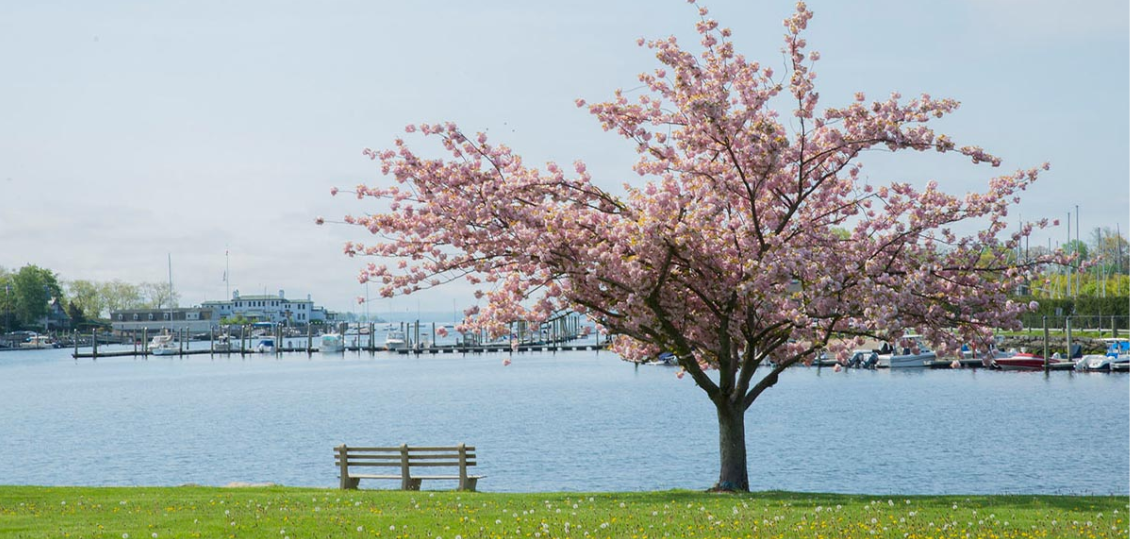 April in Bloom: Where to See Connecticut’s Best Spring Flowers & Gardens header image.