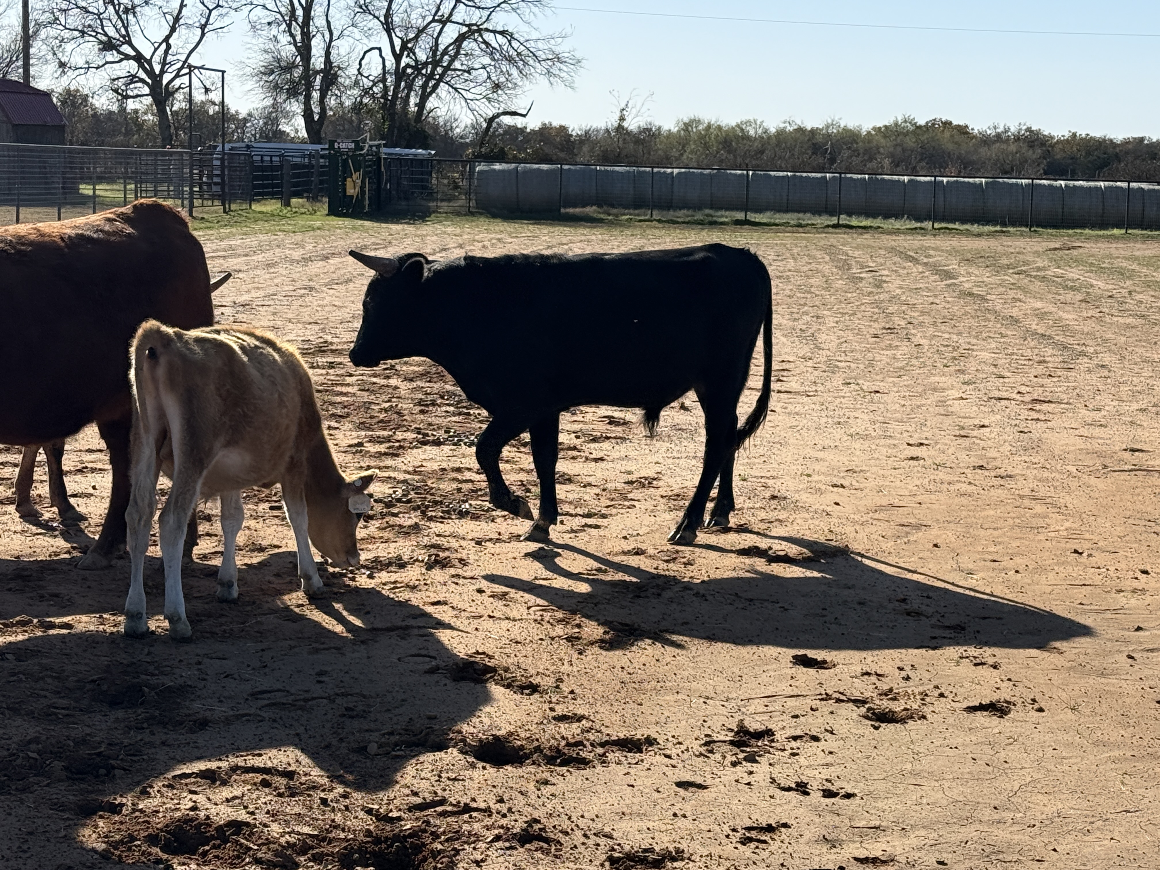 The Border Is Reopening for Cattle — What It Means for Beef, Roping Stock, and Your Land header image.