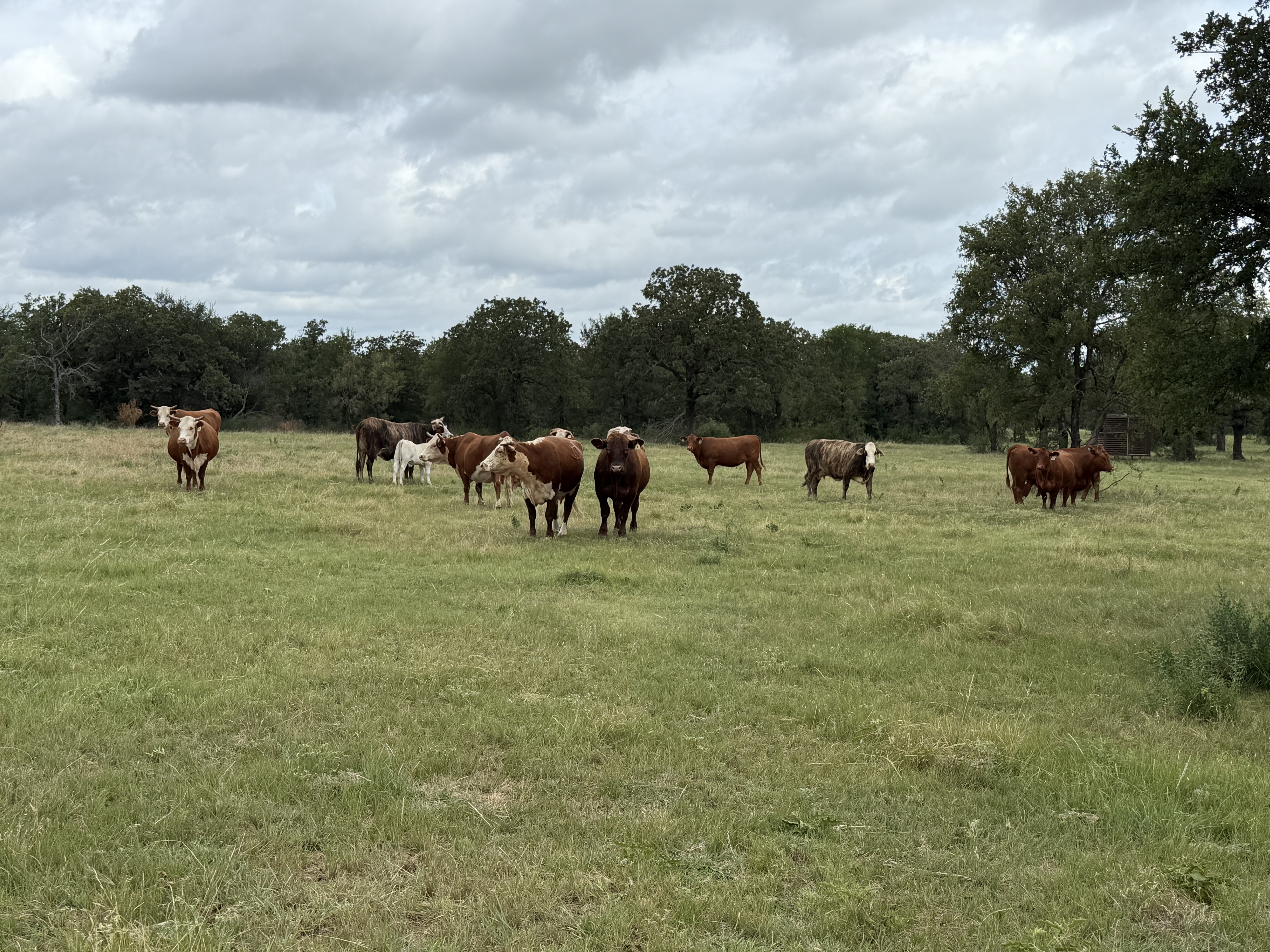 Texas Ag Exemption - Cattle