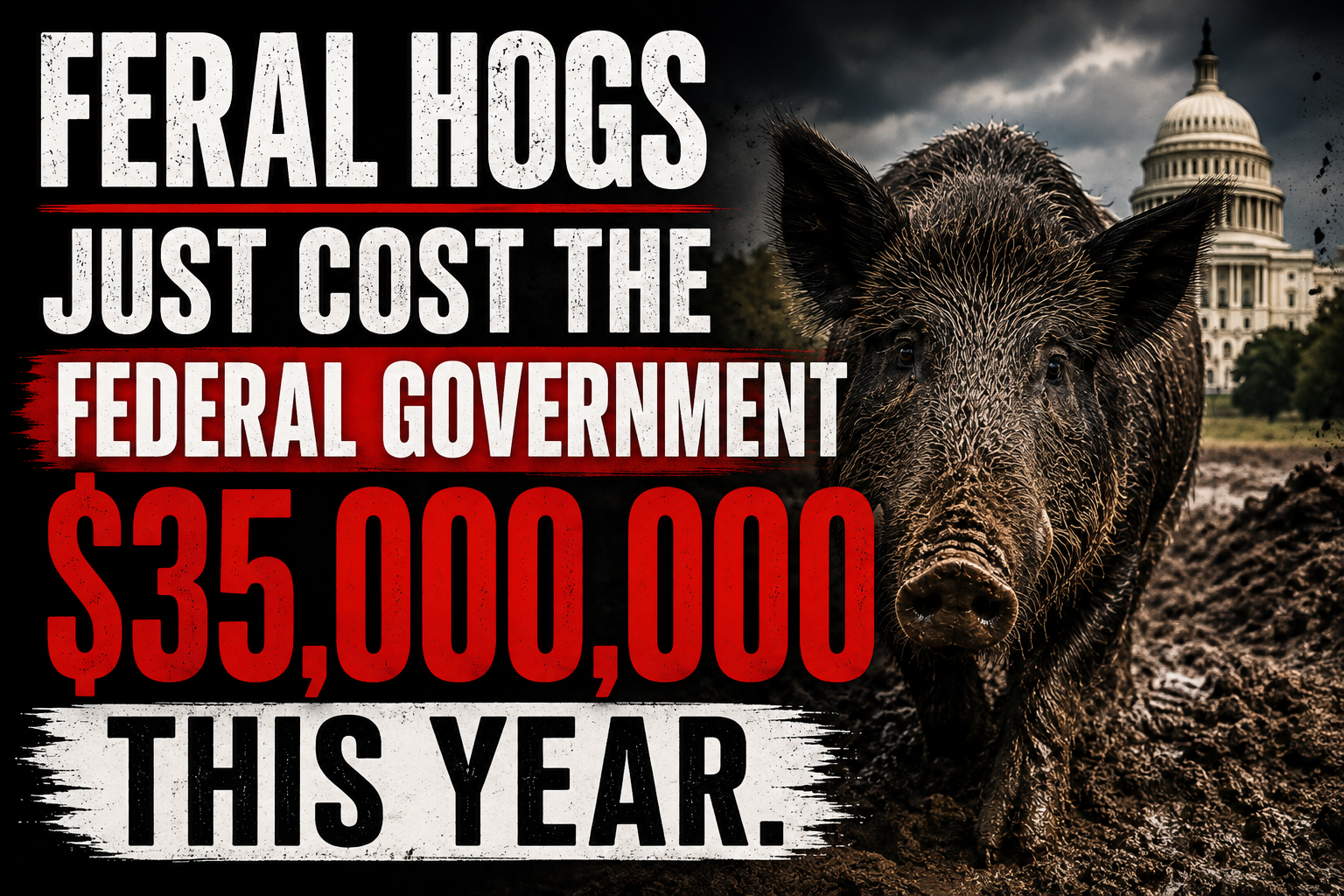 Feral Hogs Just cost Federal Govt. $35M header image.