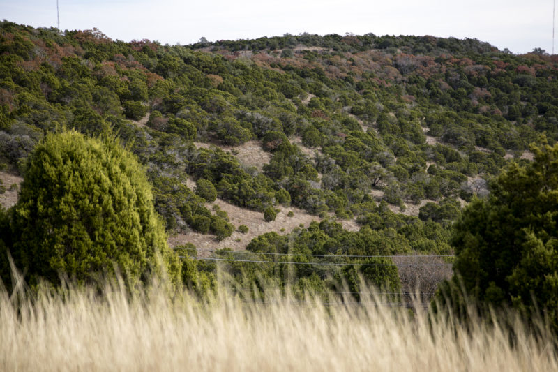 Dense cedar thicket on North Texas ranch land in Parker County
