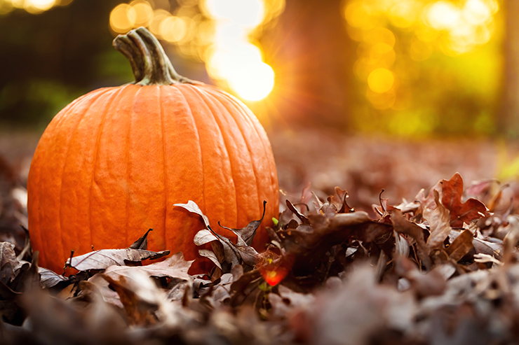 Fun Fall family activities in and around Fountain Hills, AZ header image.