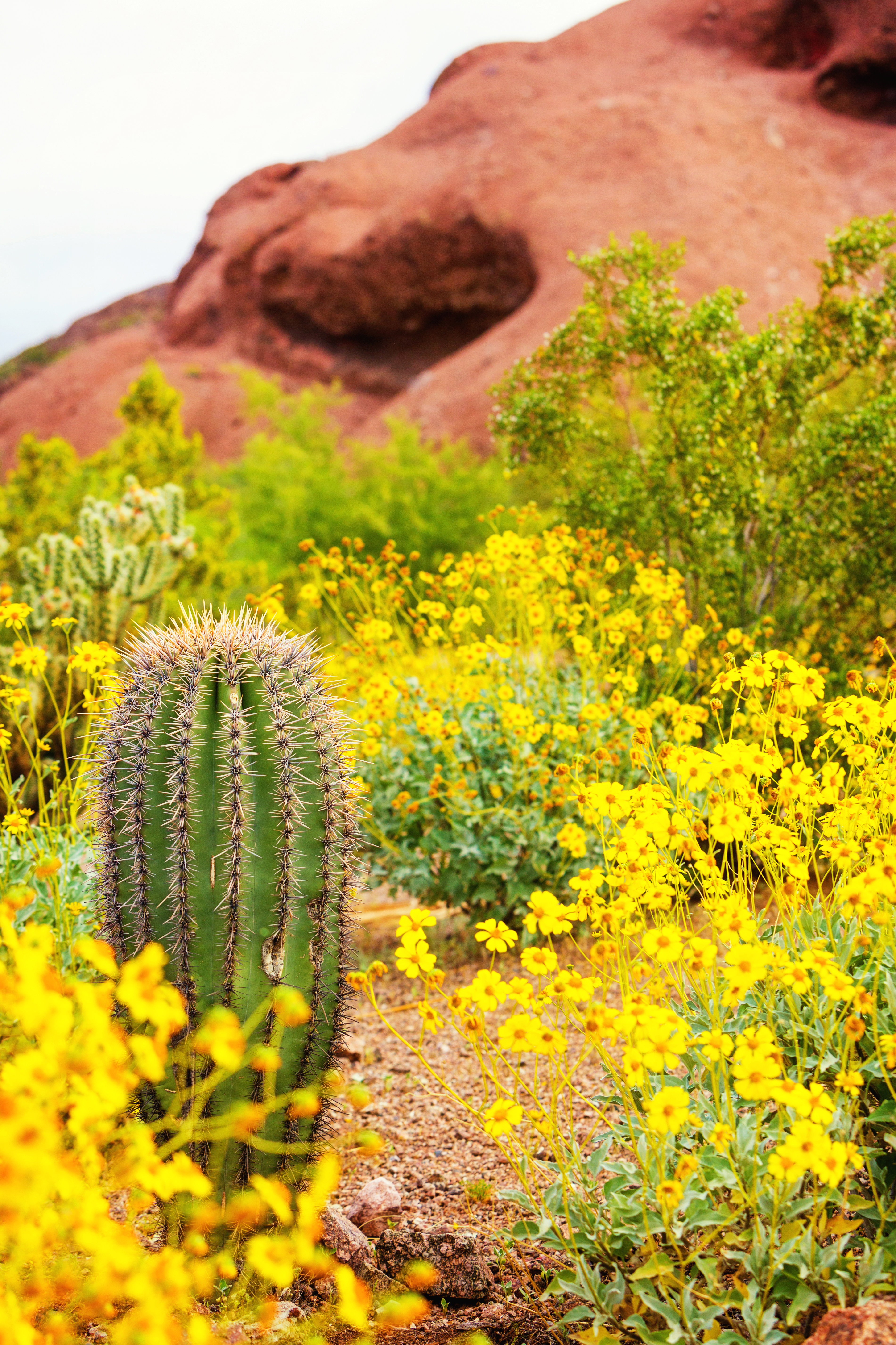 Spring 2024 Real Estate Outlook for Fountain Hills, Arizona header image.