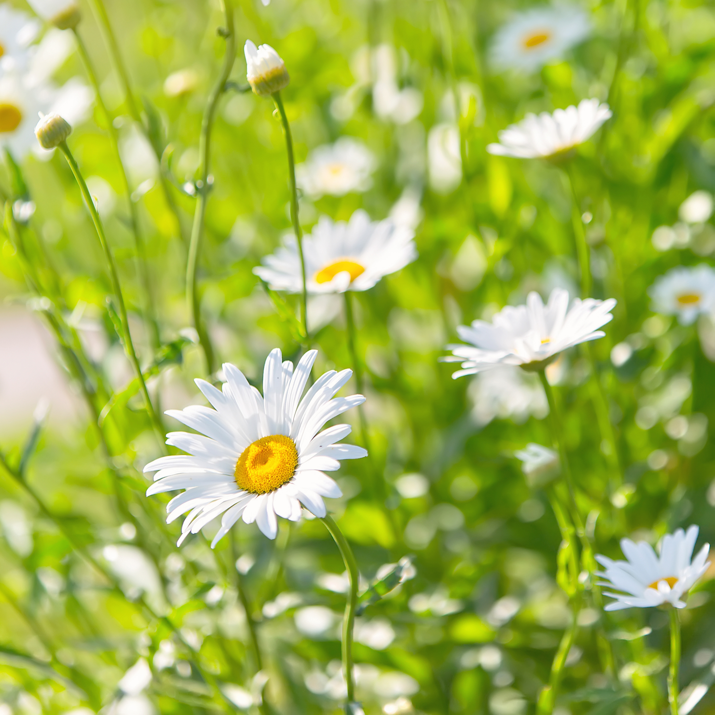 Is Your Lease Up This Spring? header image.