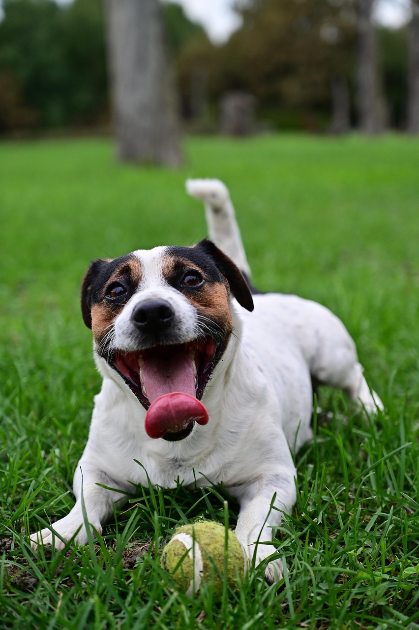 Exploring Dog Parks, Trails, and Pet-Friendly Spots Around Puyallup, Washington header image.
