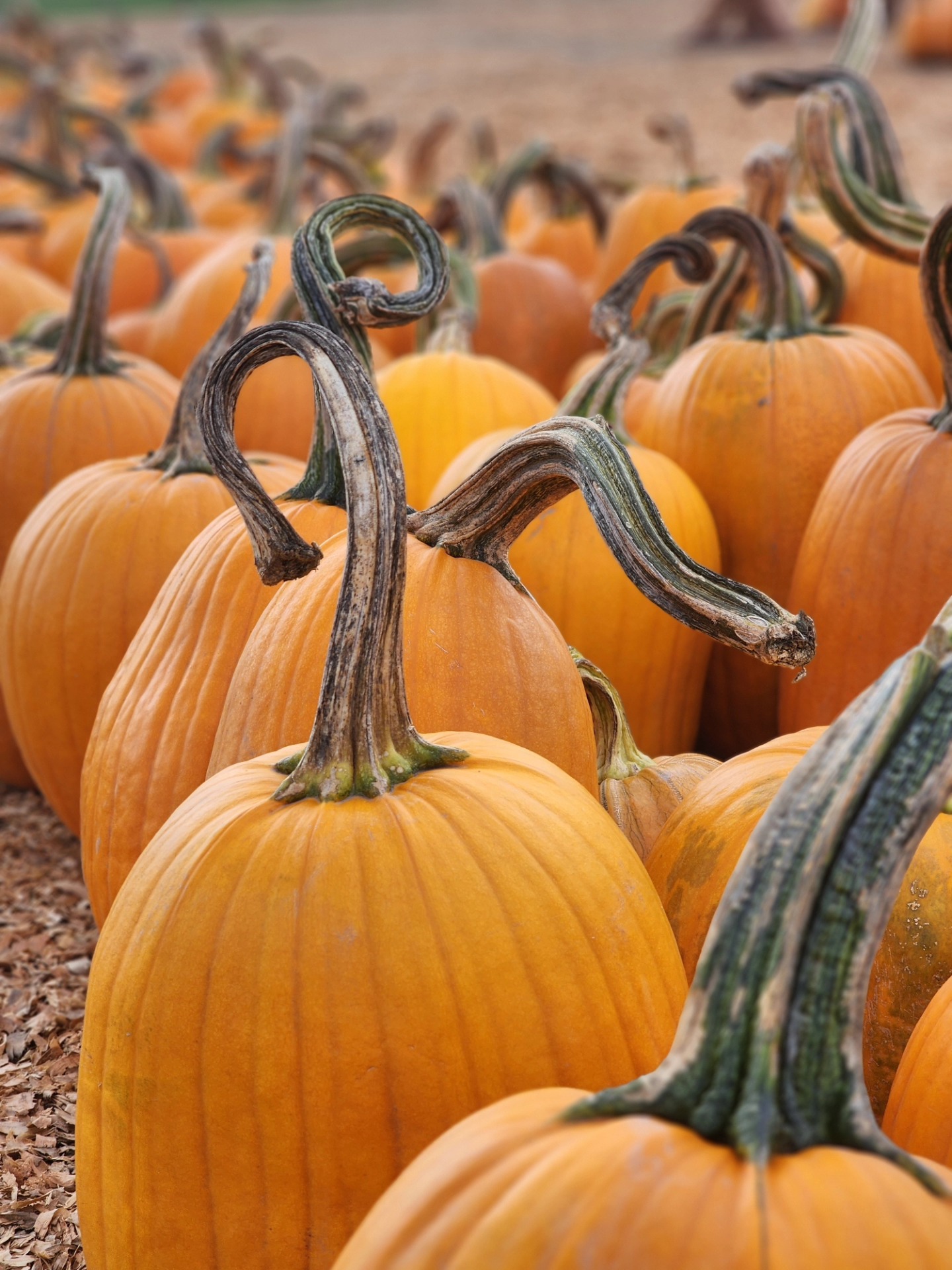 Family-Favorite Pumpkin Patches You’ll Love in Pierce County header image.