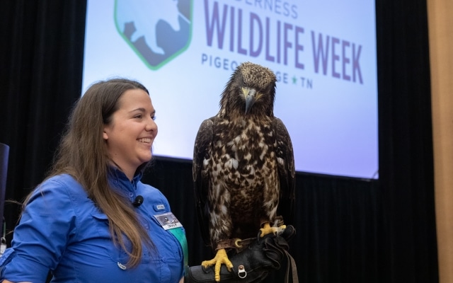 Wilderness Wildlife Week in the Smokies header image.