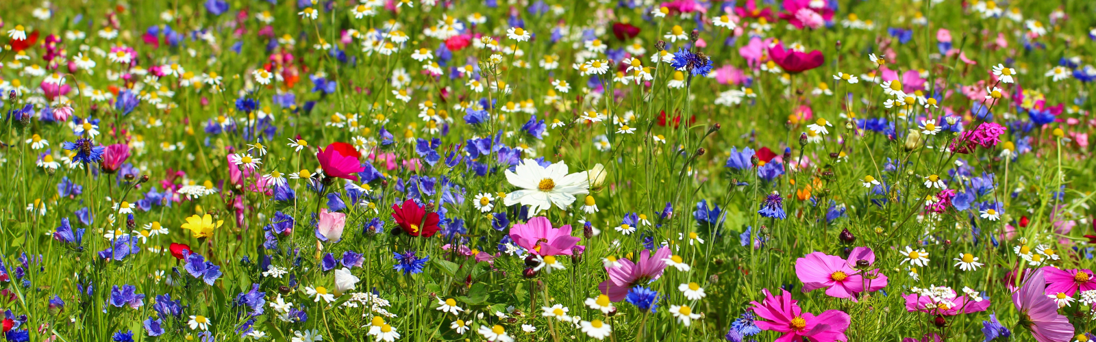 The Enchanting Spring Wilflower Pilgrimage in the Smokies header image.