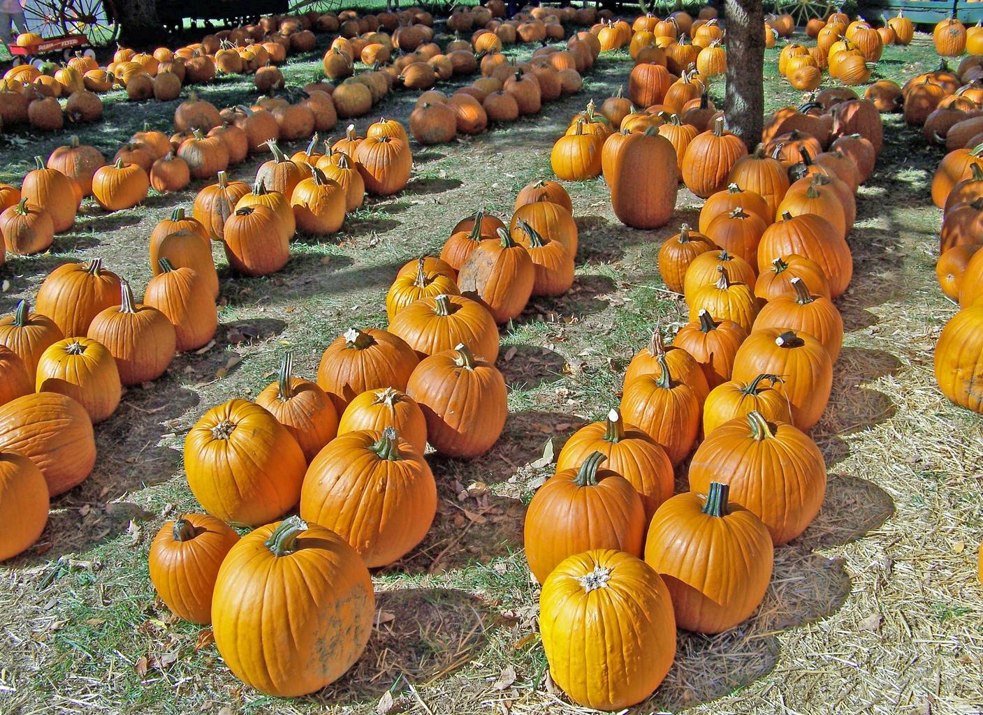 October in the Smokies