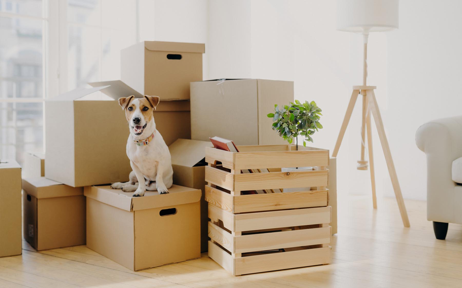 Tips for Moving with Your Dog header image.