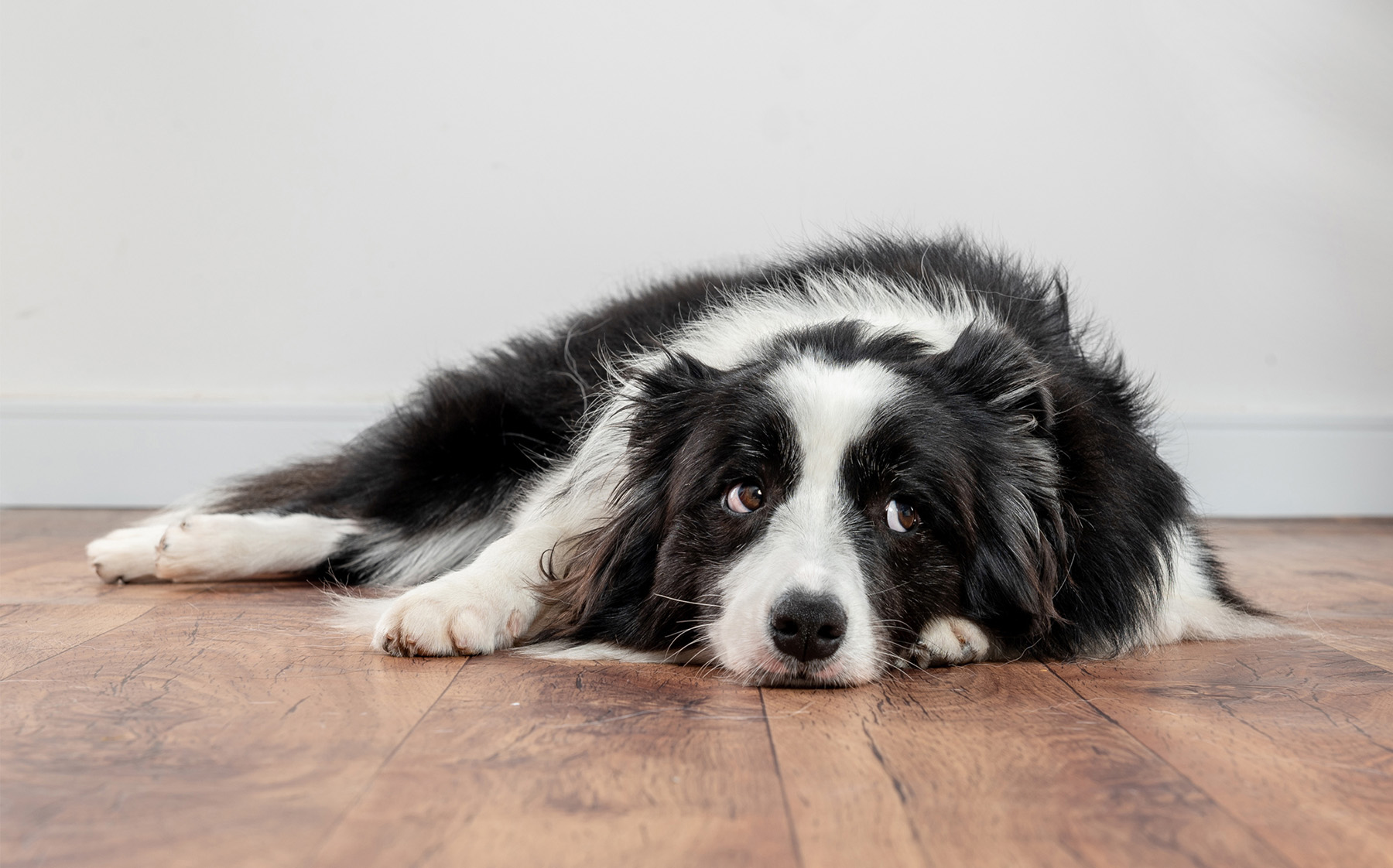 The Pros and Cons of Types of Flooring in Pet Owners’ Homes header image.