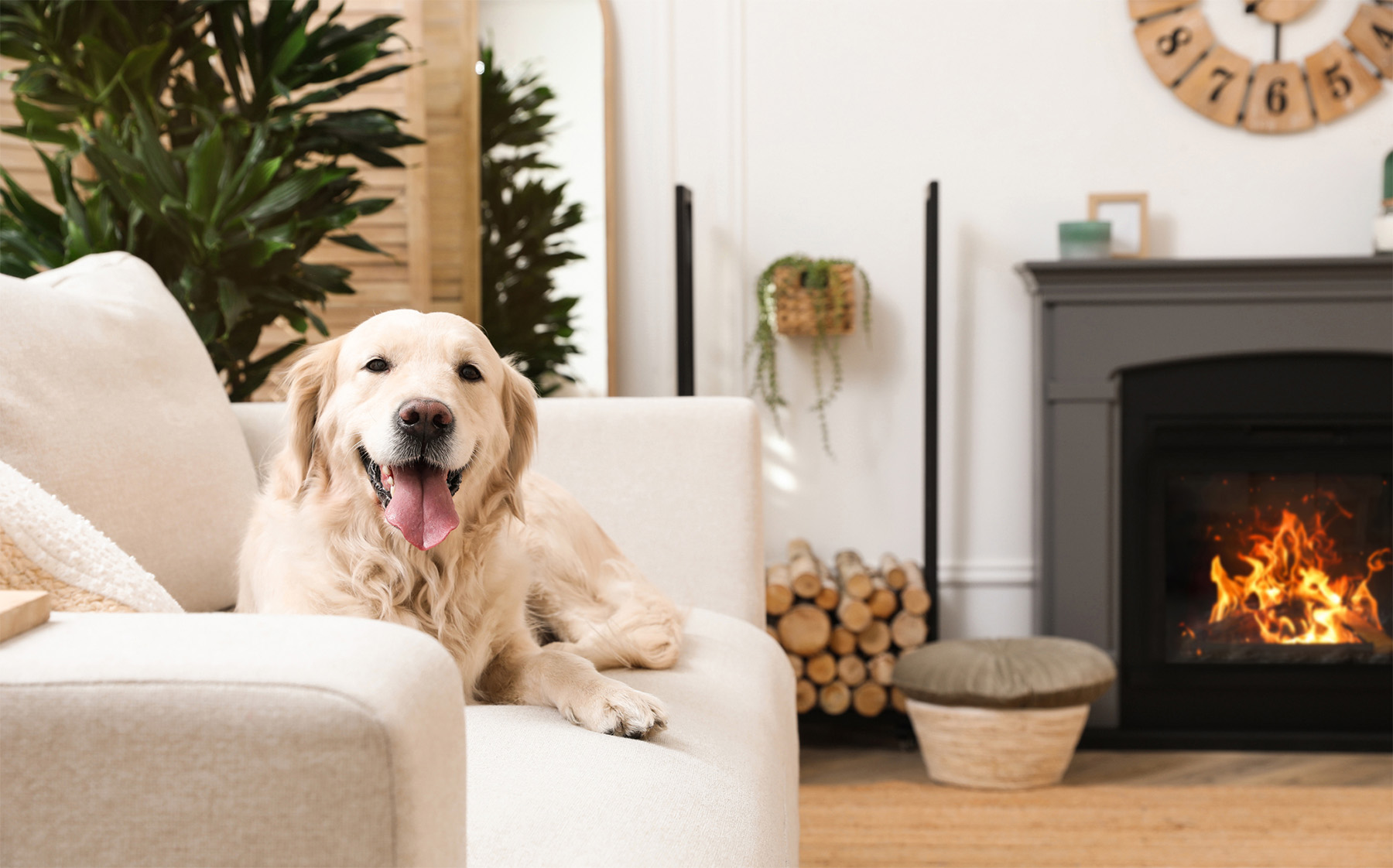 Simple and Safe Tips for Removing Pet Odors from Your Home header image.
