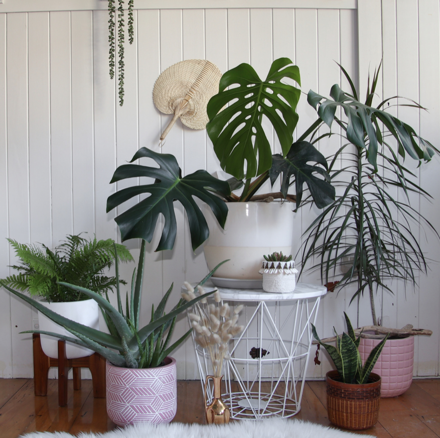 6 House Plants For Beginners header image.