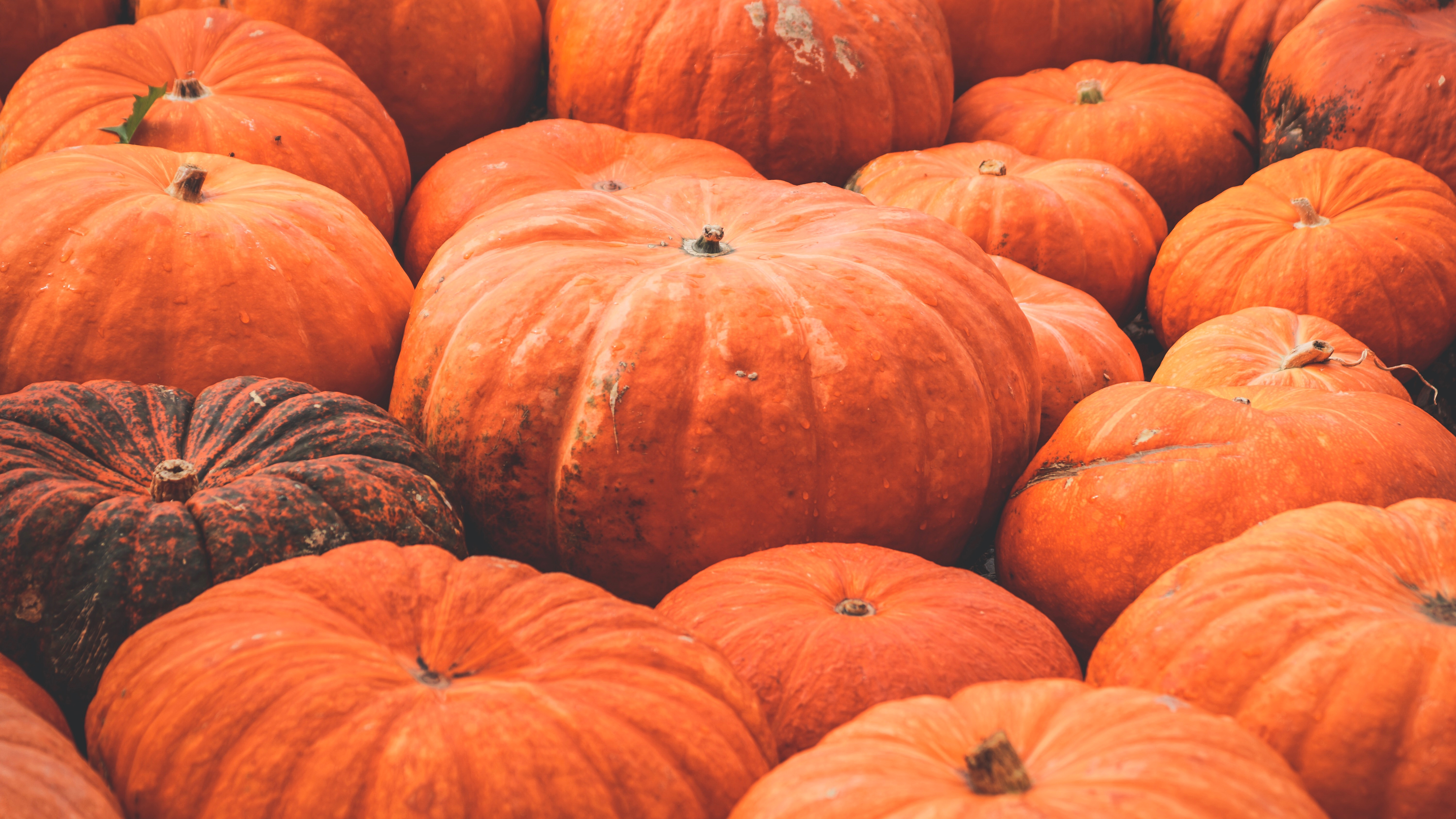 Local Pumpkin Patches header image.