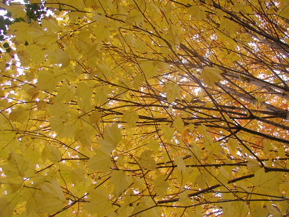 Lexington Fall Home Maintenance header image.
