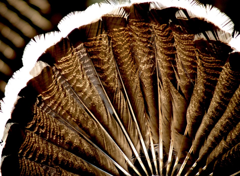 Ways to Give Back This Thanksgiving in Lexington header image.