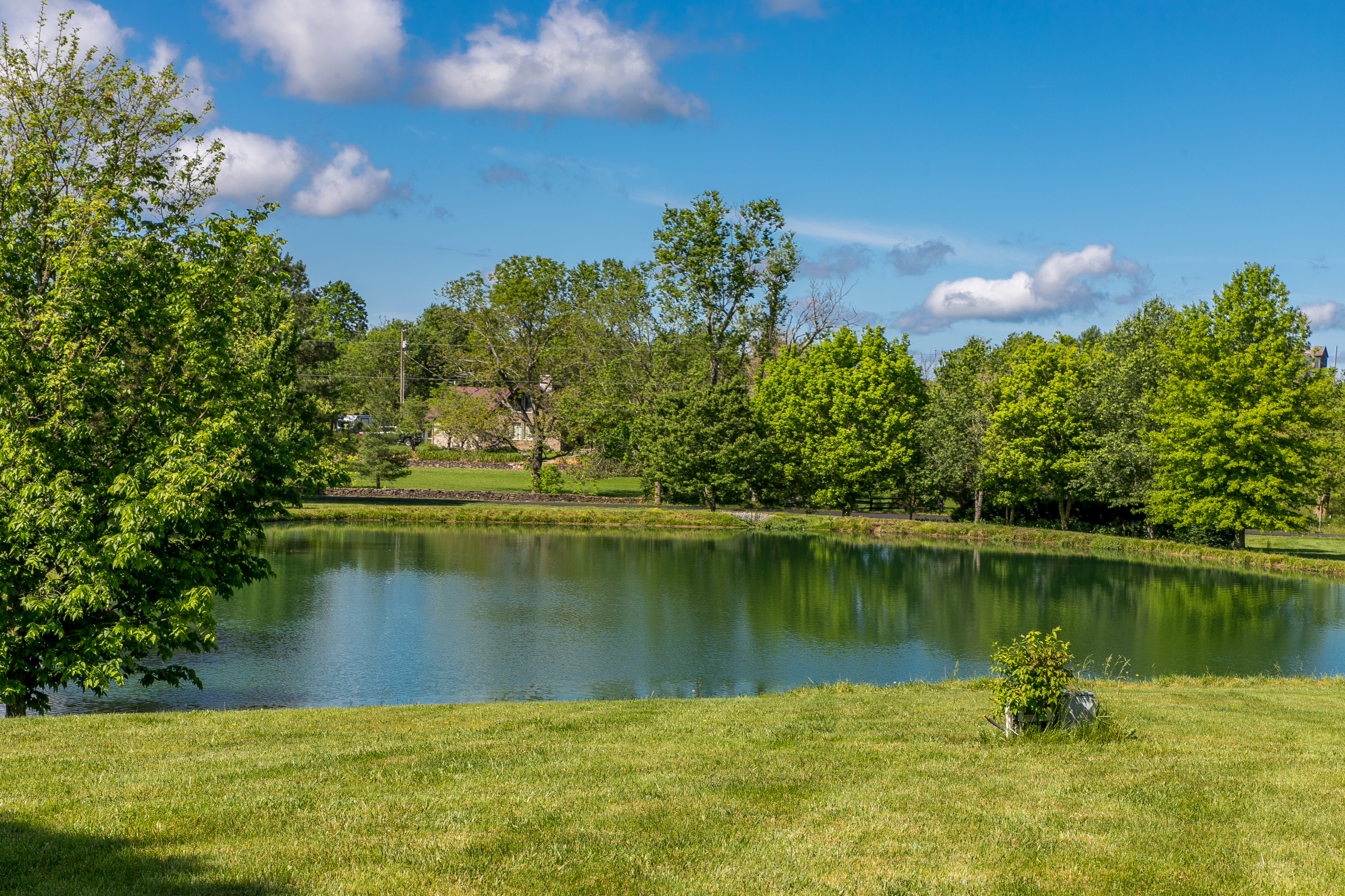 Pond with Trees