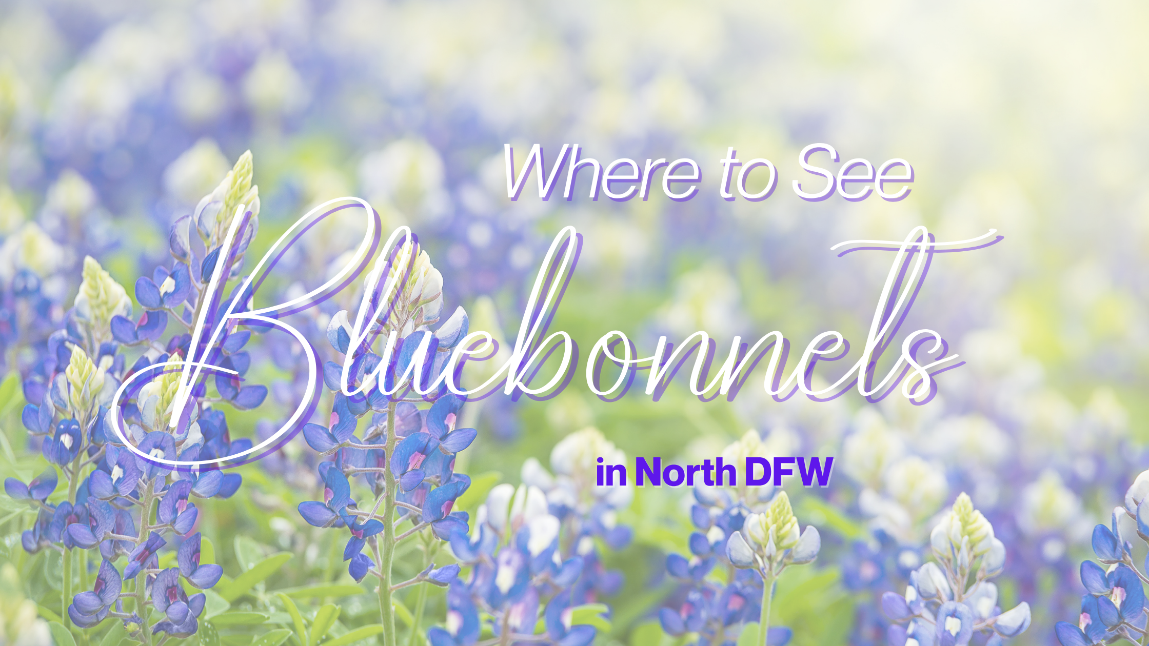 Where to See Bluebonnets in North DFW header image.