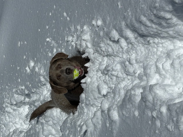 Snow Makes Telluridian's Happy header image.