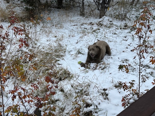 First Snow header image.