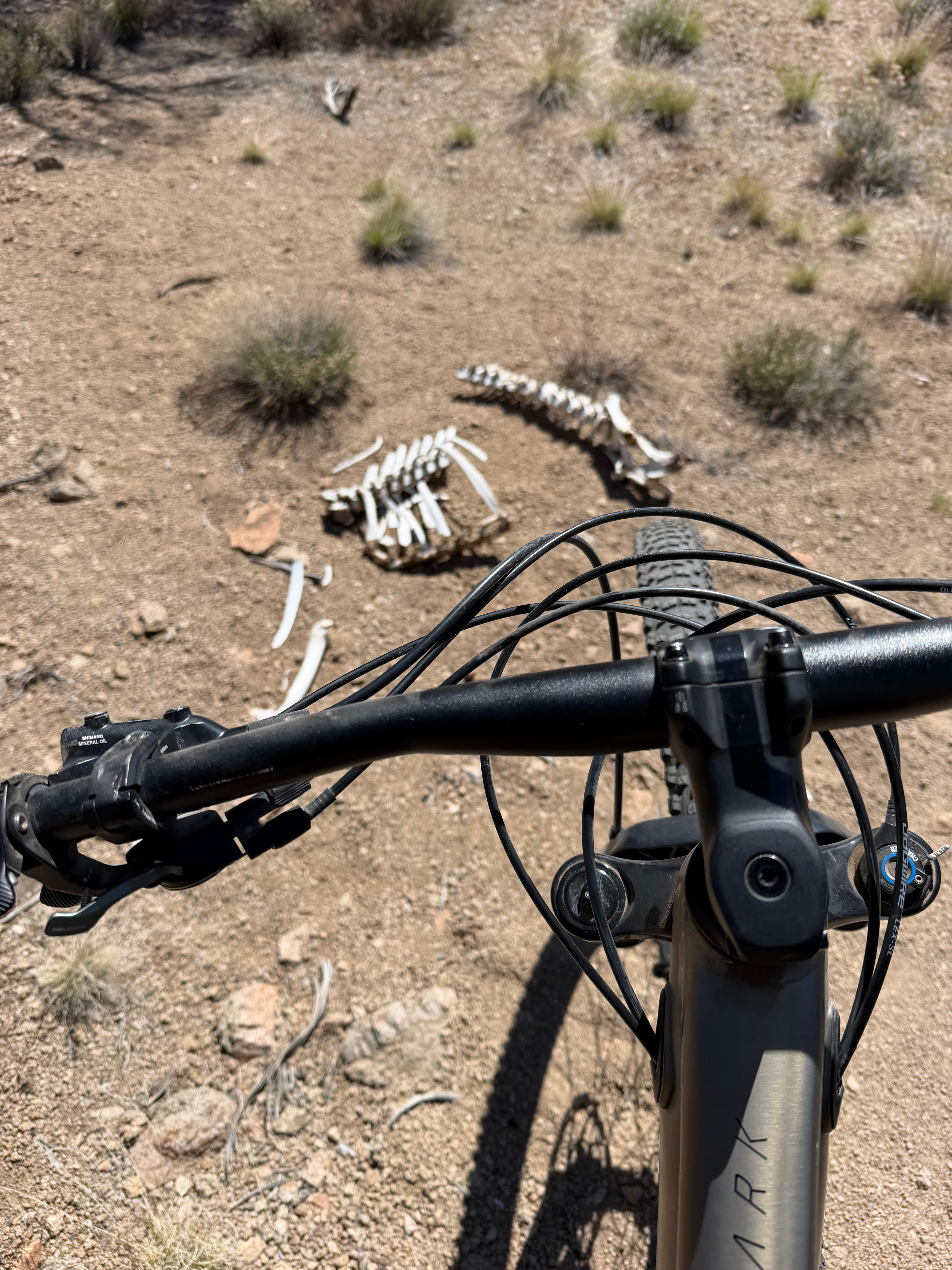 Animal bones scattered among sagebrush during a mountain bike ride in Southern Utah