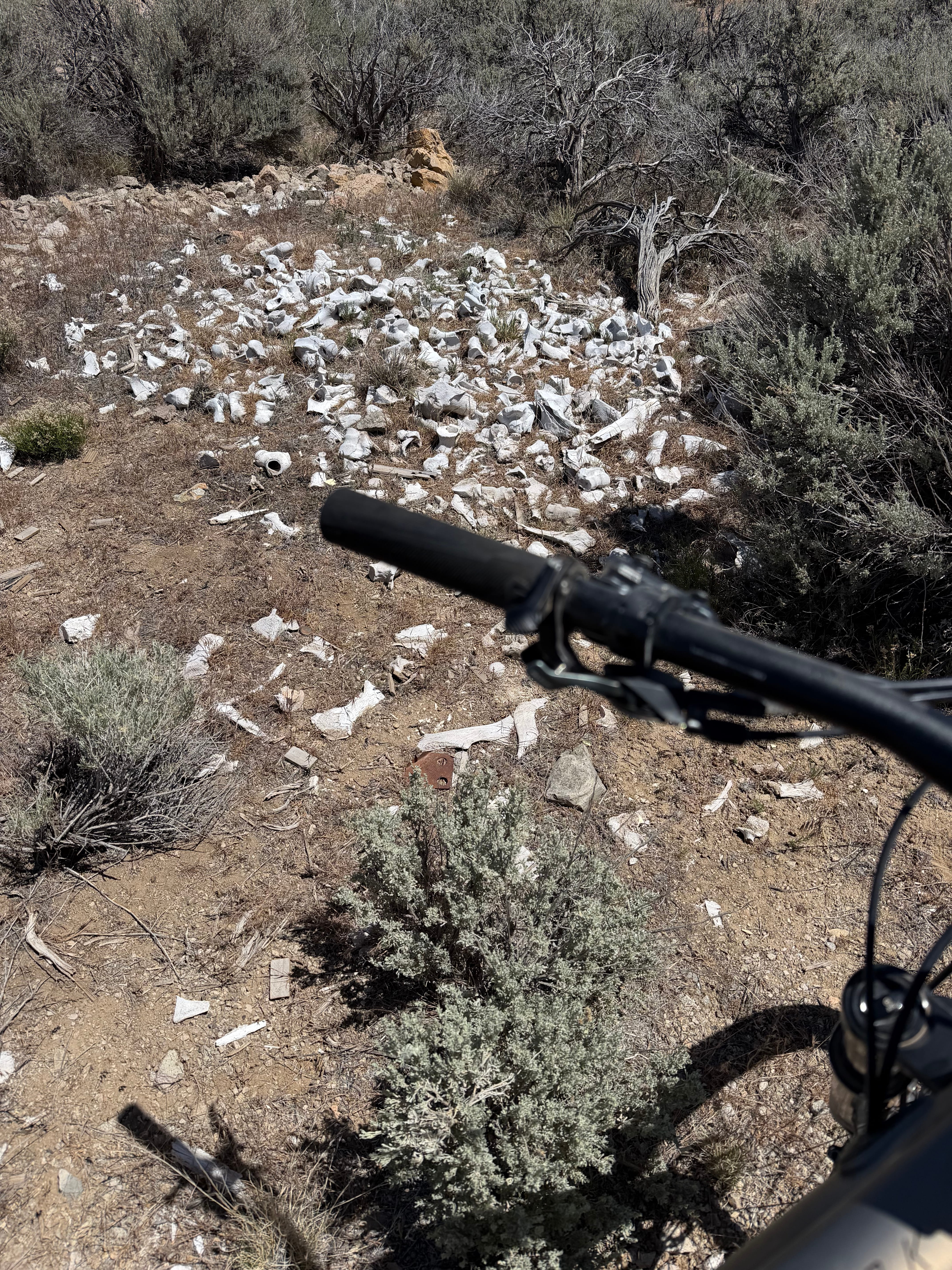 Sun-bleached animal rib cage discovered along a trail at Three Peaks Recreation Area