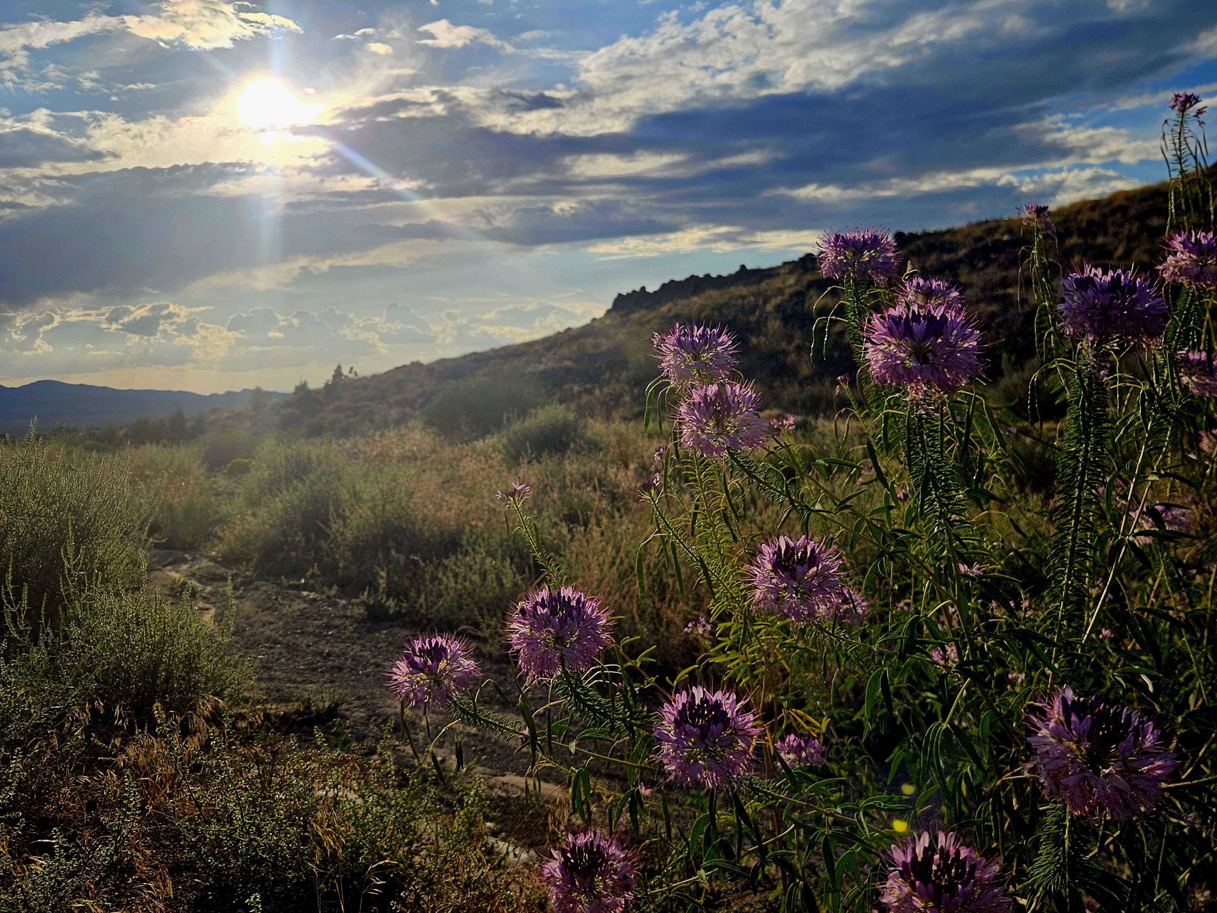 Colorful desert wildflowers blooming at Three Peaks Recreation Area near Cedar City