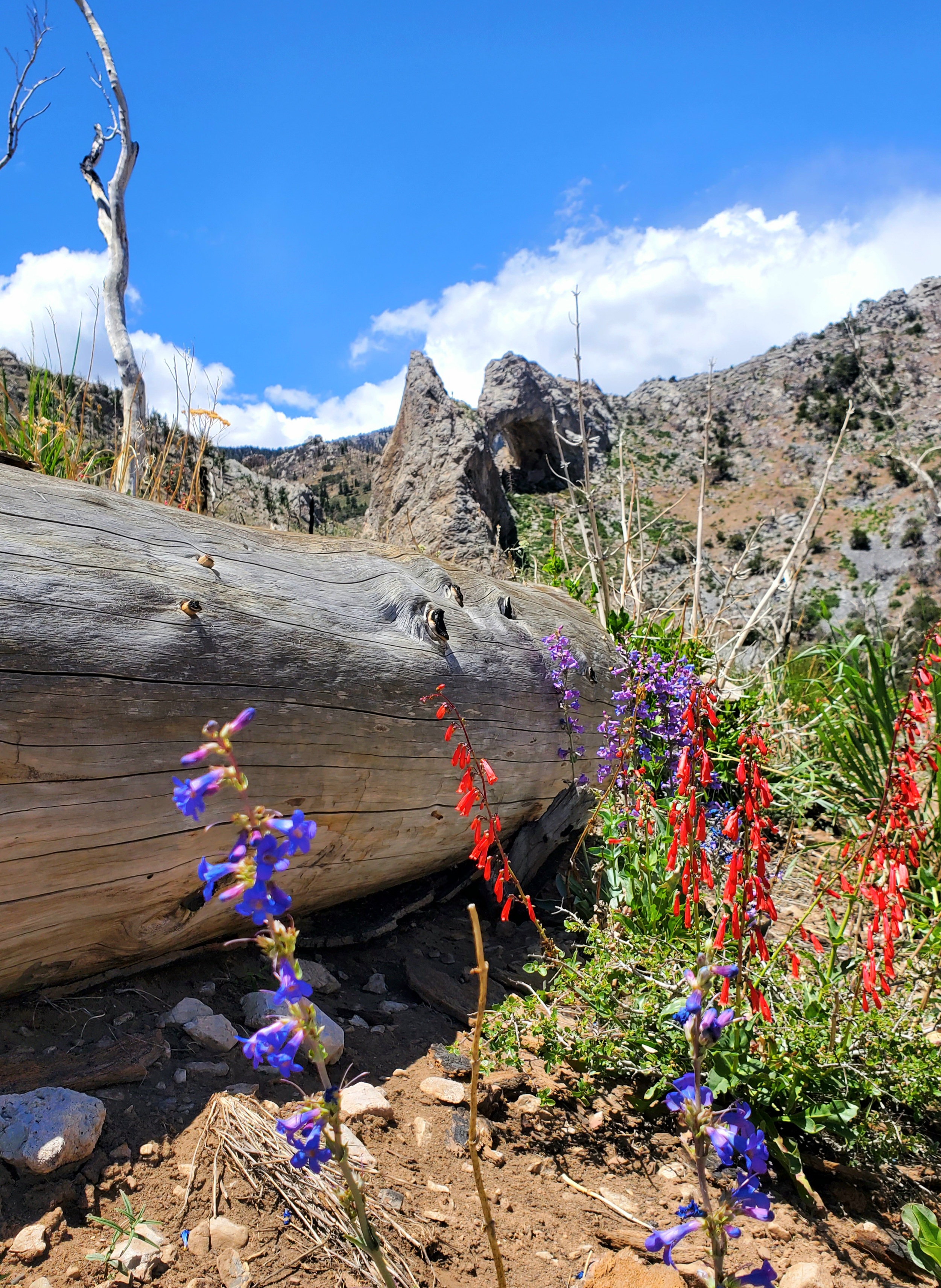 Spring wildflowers blooming along hiking trails near Cedar City Utah