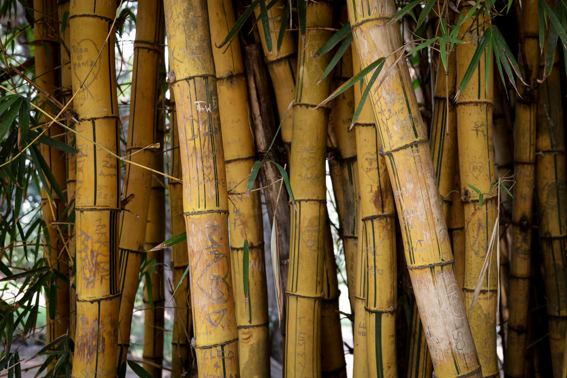 Photo by Magda Ehlers: https://www.pexels.com/photo/close-up-view-of-engraved-bamboo-stems-33692846/