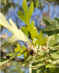 Scrub Oak at Three Peaks Recreation Area bears acorns for wildlife. Photo courtesy Your Content Queen, copyright 2019, all rights reserved.
