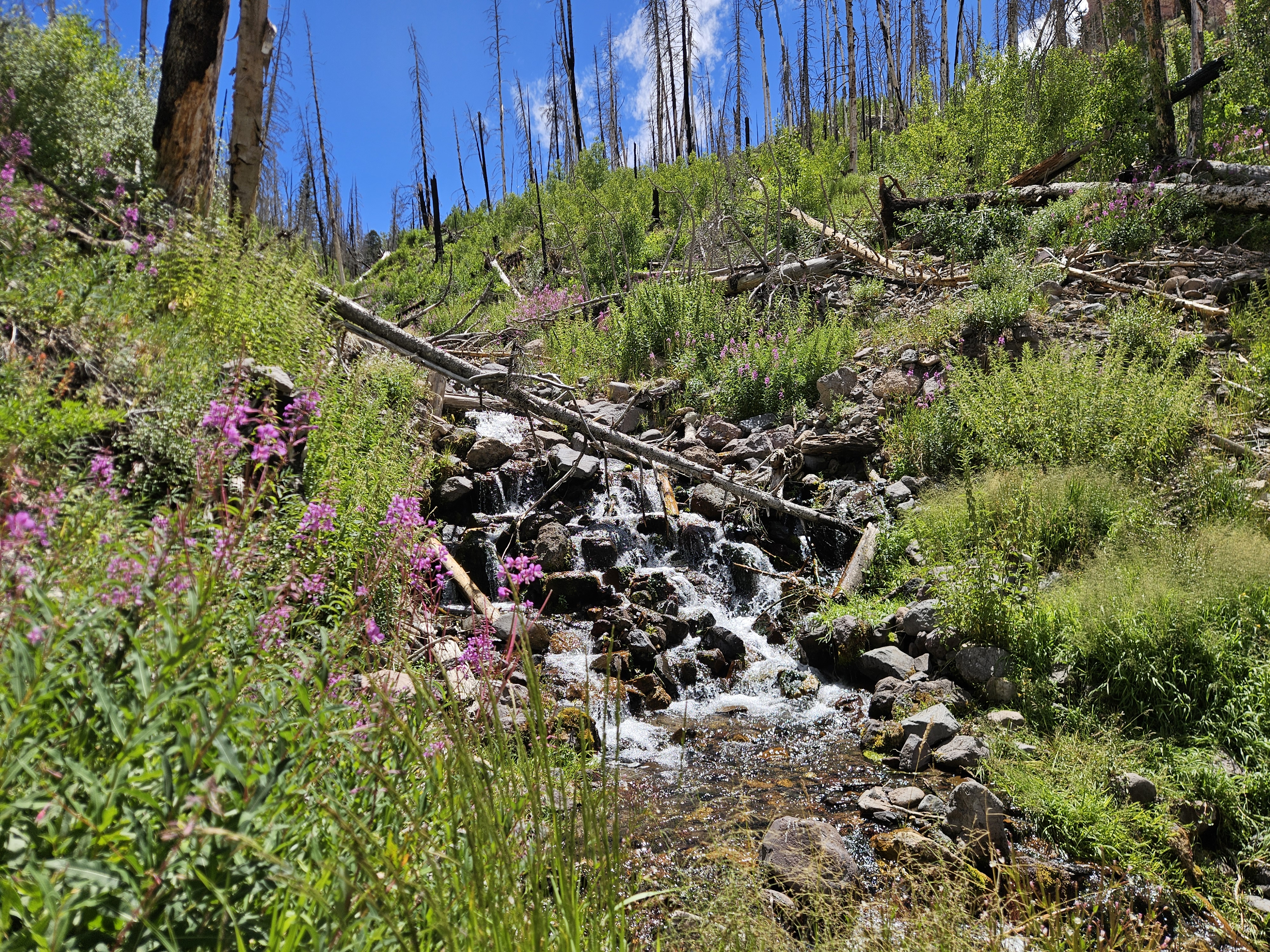 Pink wildflowers blooming beside a mountain trail in Southern Utah