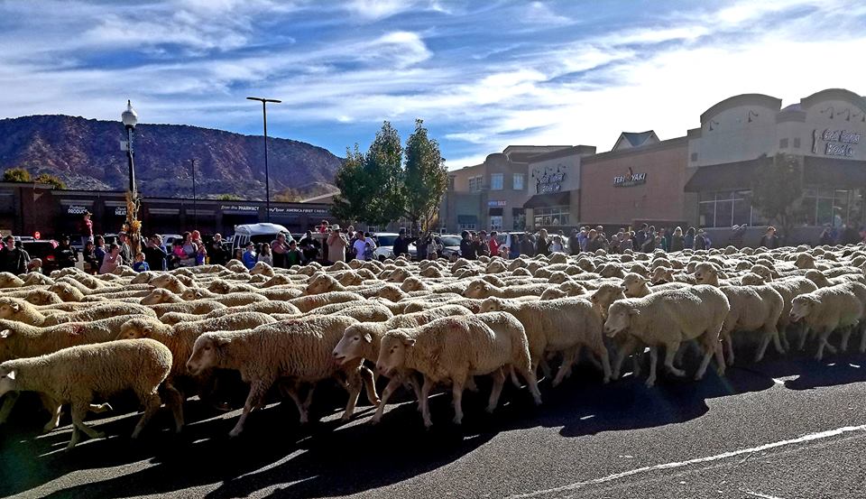 Sheep Parade in Cedar City Sheep marching down Cedar City Main Street