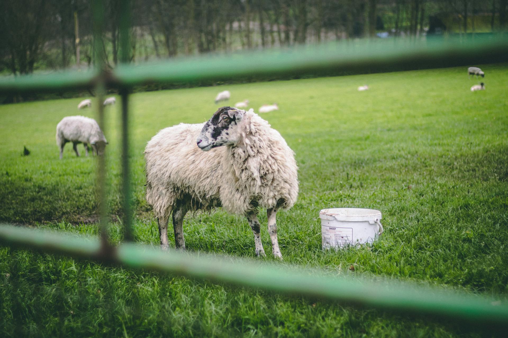 Photo by Connor Danylenko: https://www.pexels.com/photo/white-sheep-on-grass-field-2681870/