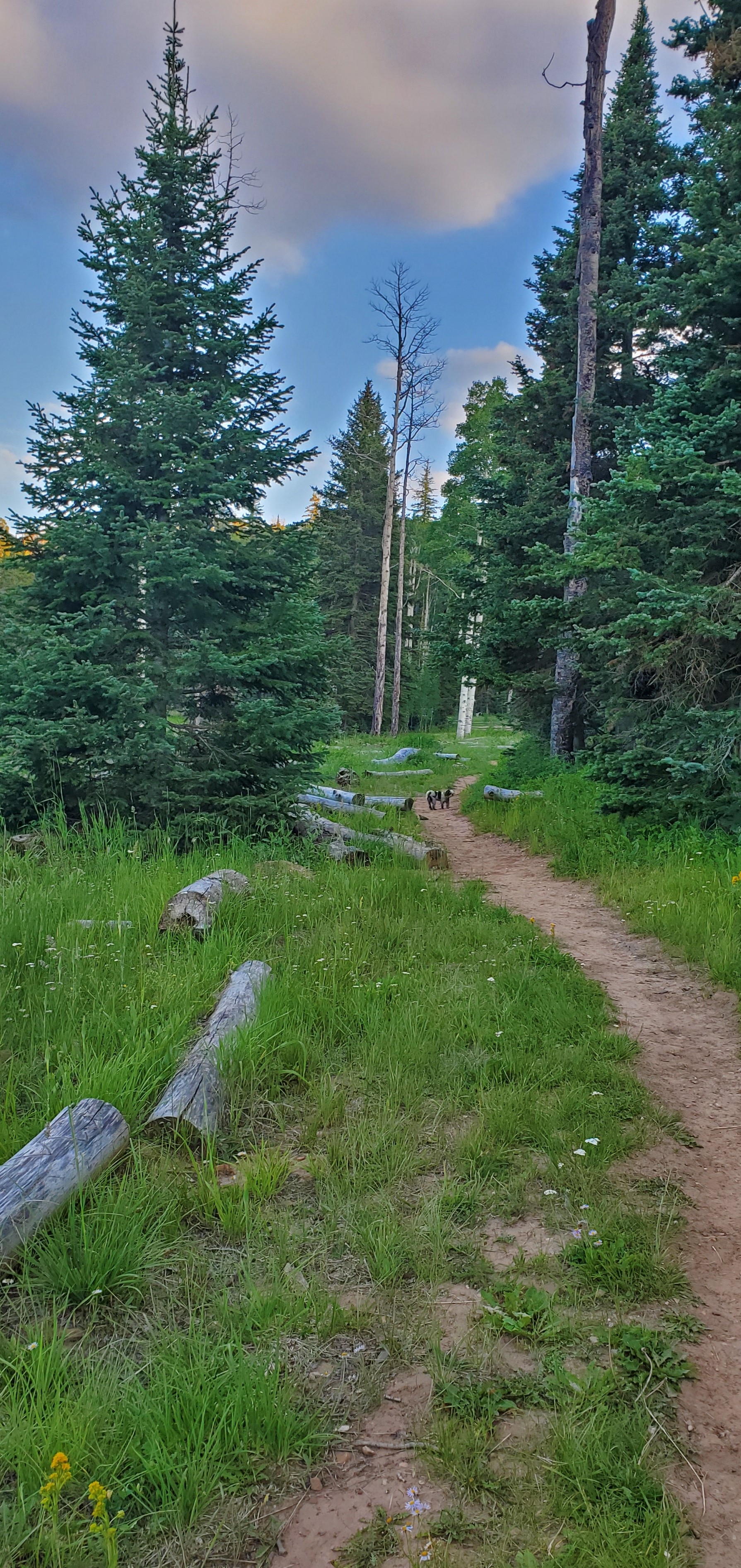 trees and a red dirt trail lush with grass and flowers