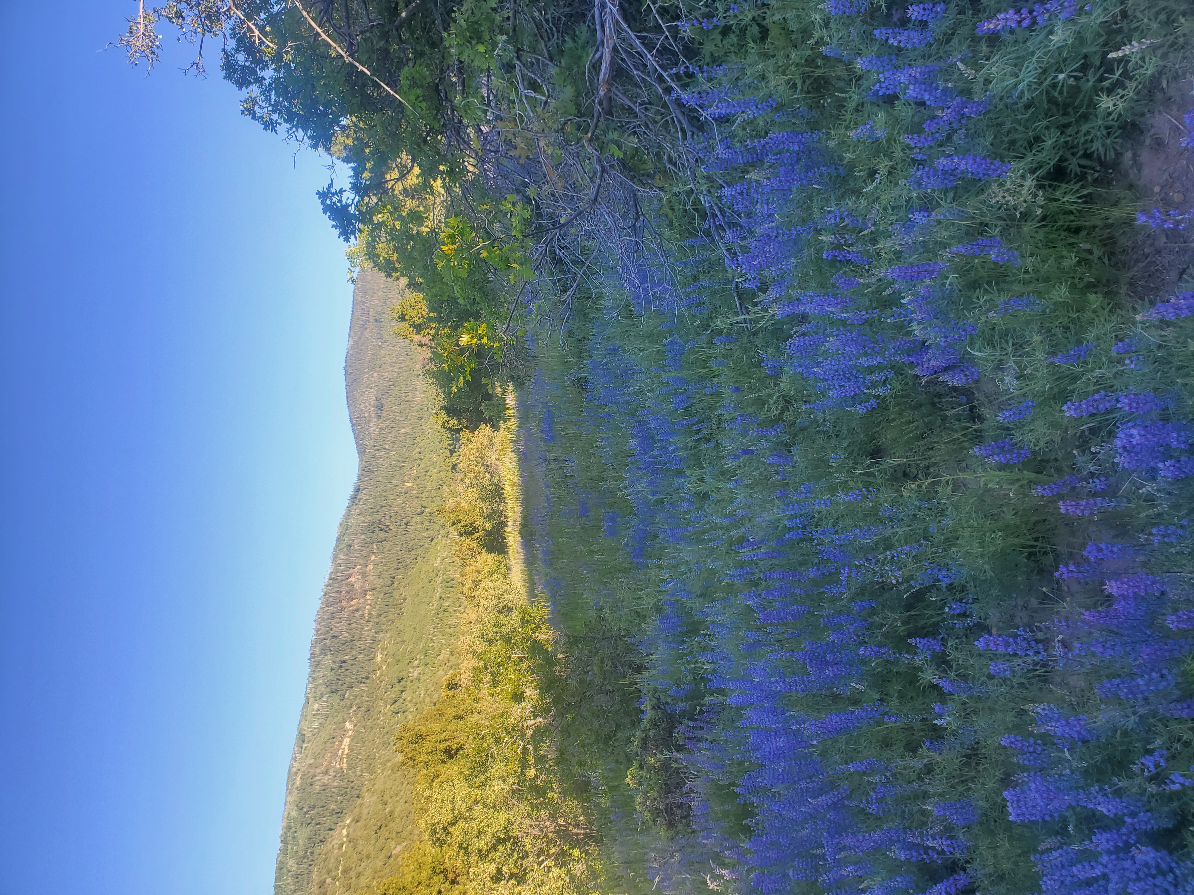 Colorful alpine wildflowers surrounded by pine trees in the mountains above Cedar City Utah