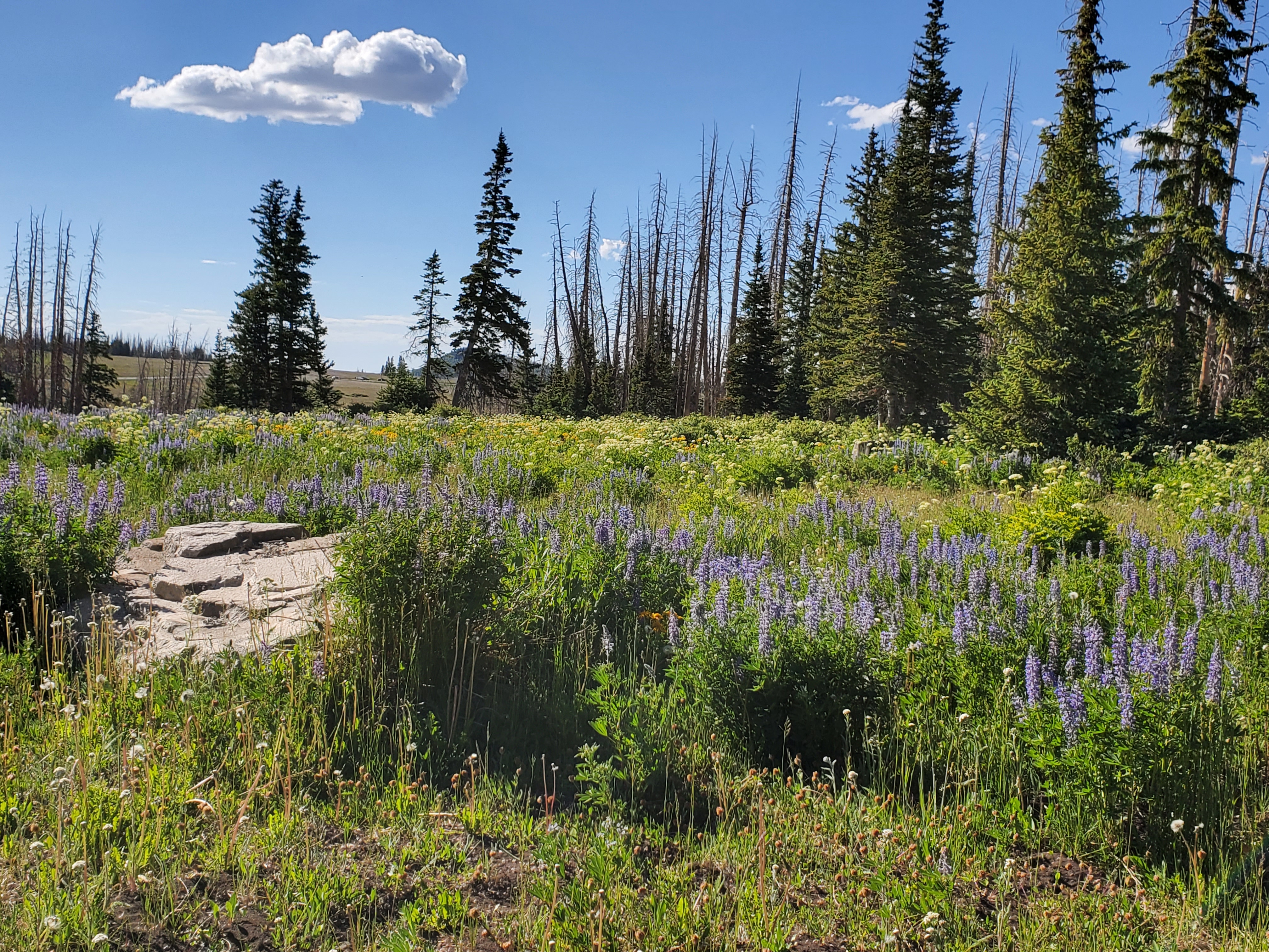 Columbine wildflower growing among black volcanic lava rocks near Navajo Lake Utah