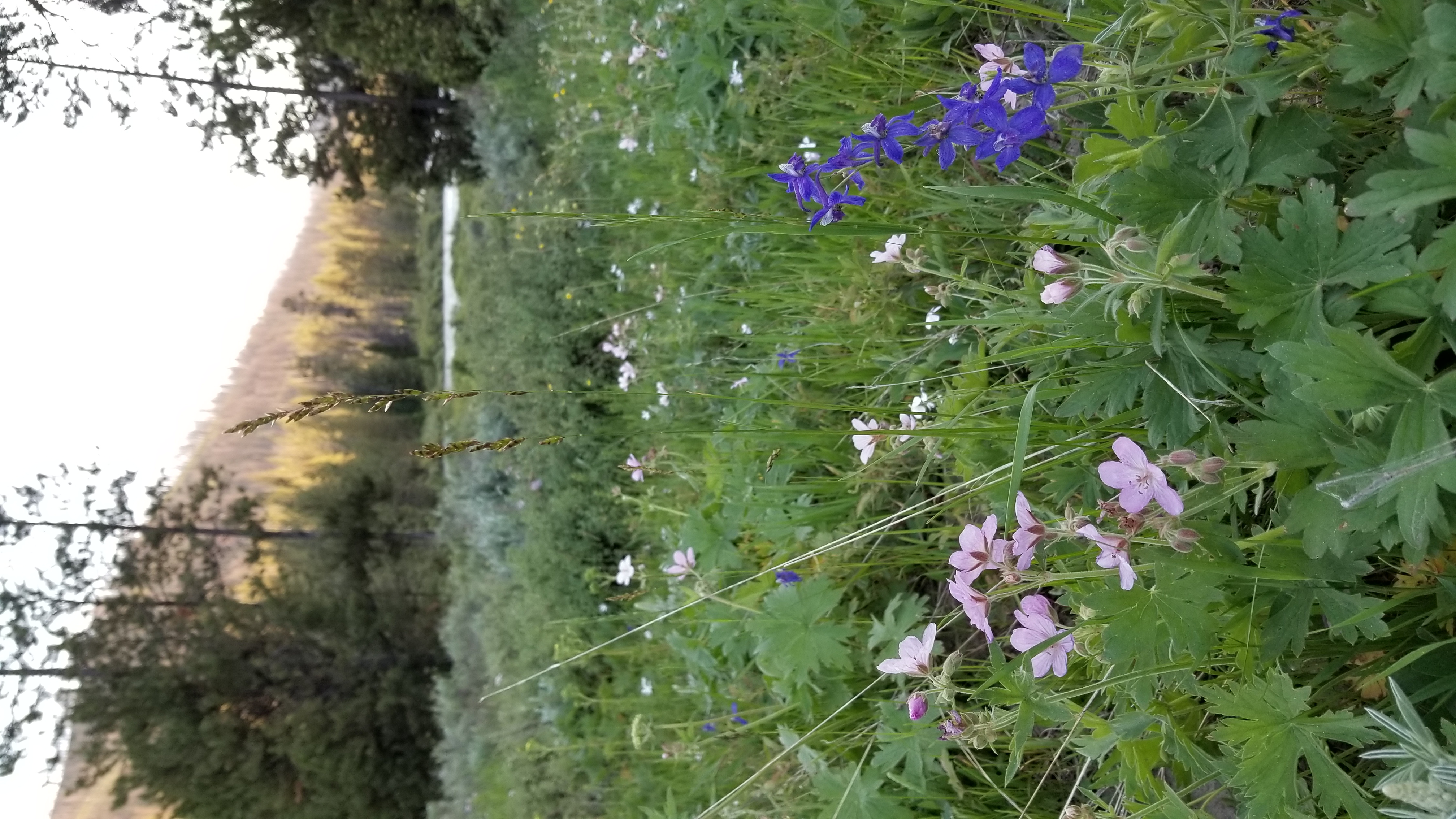 Scenic mountain landscape with alpine wildflowers near Cedar City and Navajo Lake in Southern Utah