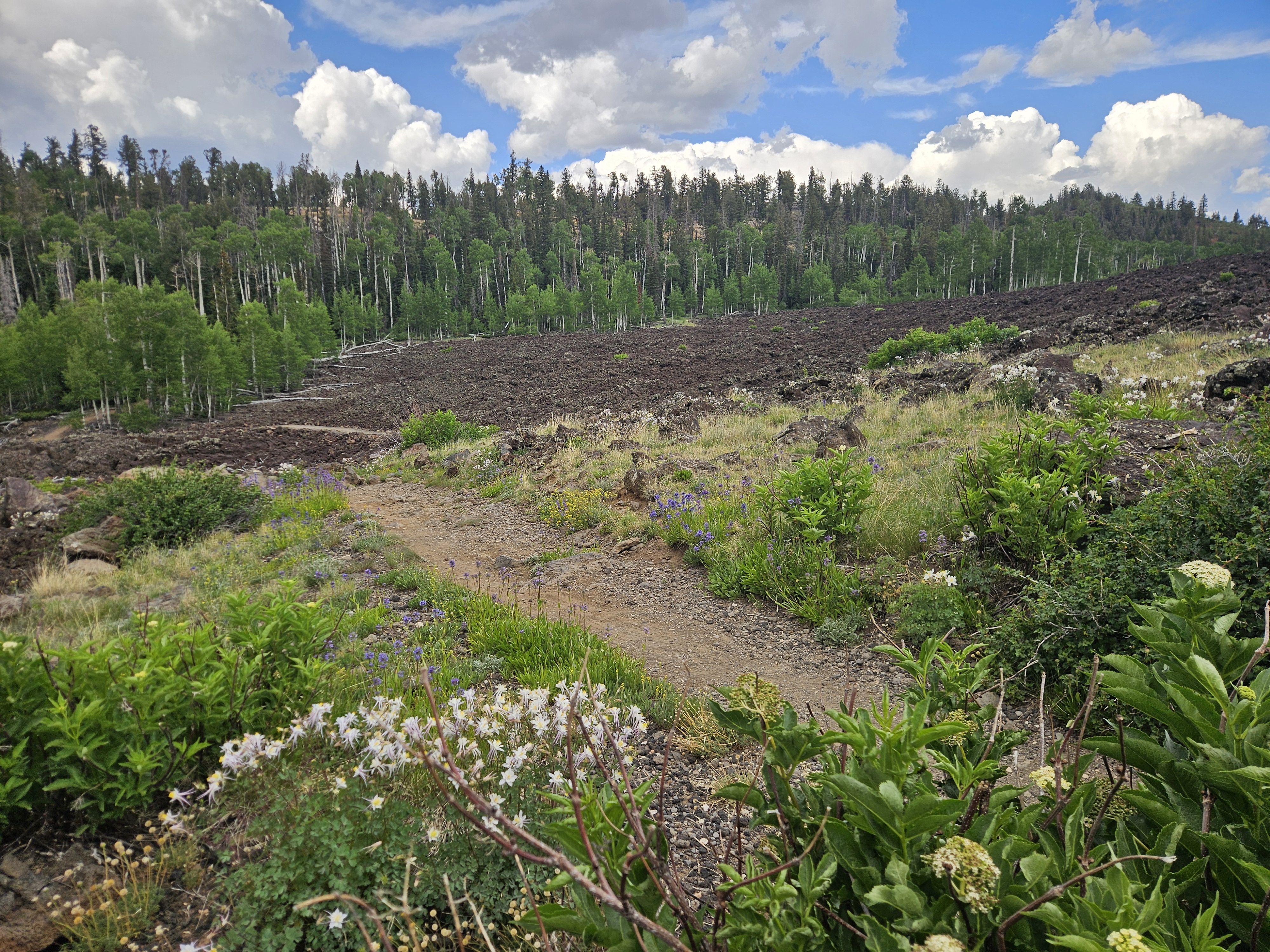 Mountain wildflower meadow near Navajo Lake with colorful summer blooms in Southern Utah