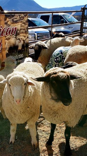 Livestock & Heritage Festival Delights People of All Ages header image.