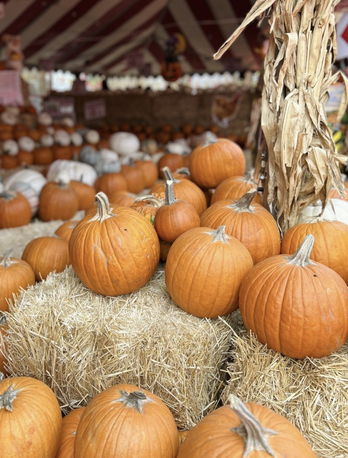🍂 Your October Guide to Local Fall Fun header image.