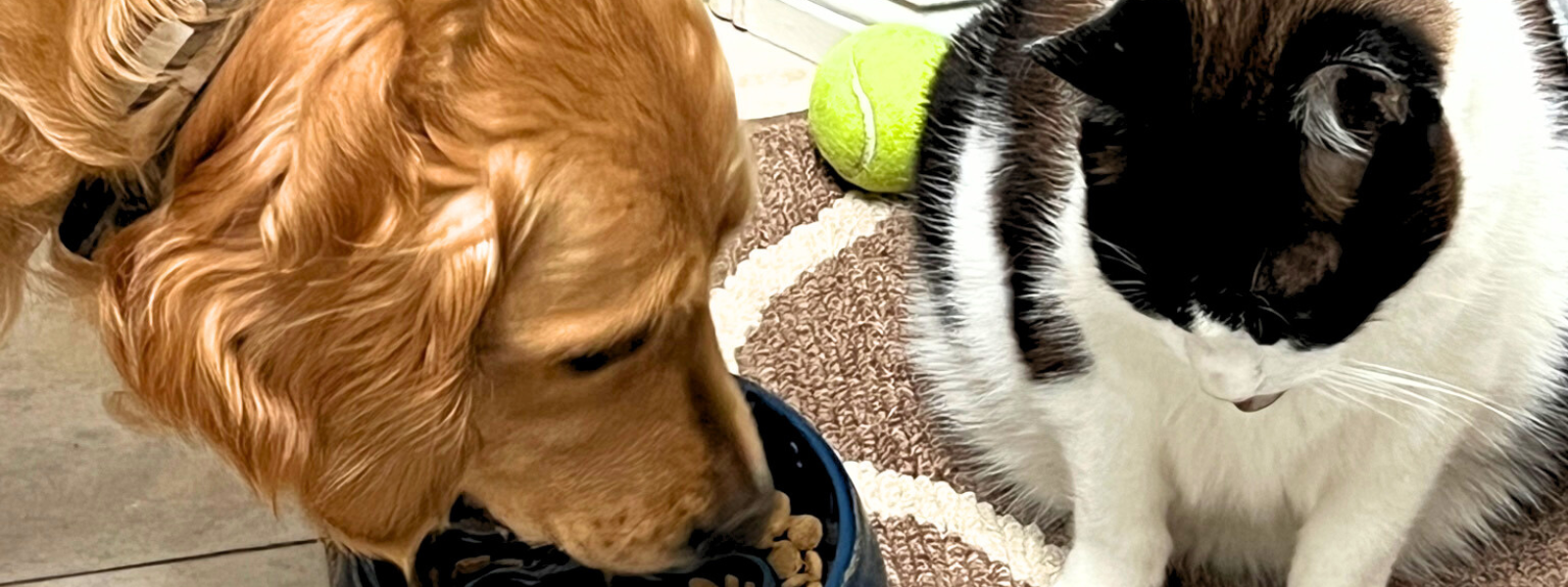 Pawsome Living: The Best Home Features for Your Furry Friends header image.