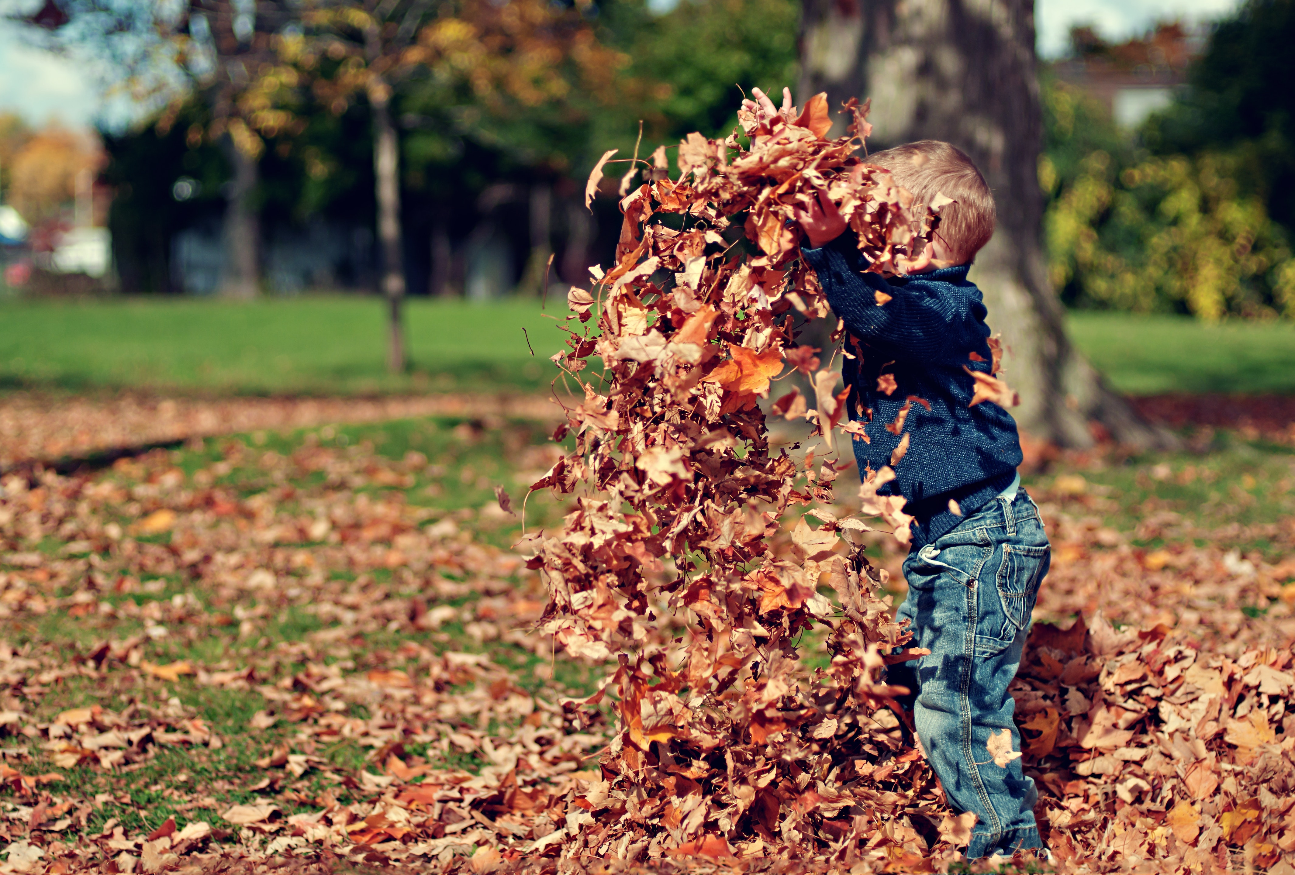 You Don't Have to Rake Your Leaves this Fall! (WE AREN'T JOKING!) header image.